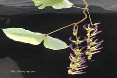 Mucuna sanjappae